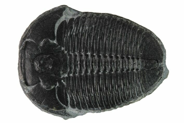 Elrathia Trilobite Fossil - Utah #169505